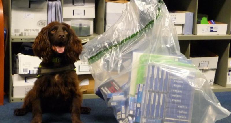 Yoyo at Police Station Sniffer dog